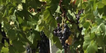 Vreshtarët ankohen për çmimin për kilogram rrushi: I ulët, nuk mbulojmë as shpenzimet