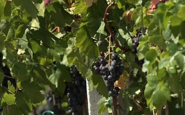 Vreshtarët ankohen për çmimin për kilogram rrushi: I ulët, nuk mbulojmë as shpenzimet