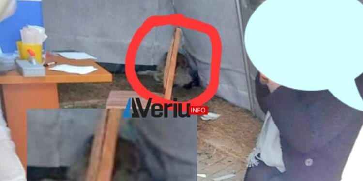 Ndodh edhe kjo: Qeni bën roje në qendrën e testimit për Covid-19 në Spitalin e Mitrovicës (PAMJE)