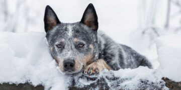 10-vjeçarja i mbijetoi stuhisë për 18 orë dhe sekreti ishte një qen endacak