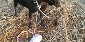 E rrallë: Lind dhia me fytyrë njeriu dhe me dy këmbë