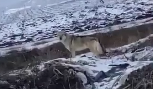 Ujku bën xhiro në rrugët e Komoranit
