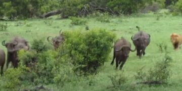 Ja pse Luani është mbret i xhunglës