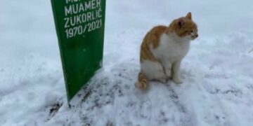 Dy muaj pas vdekjes së myftiut Zukorlic, macja nuk i ndahet nga varri