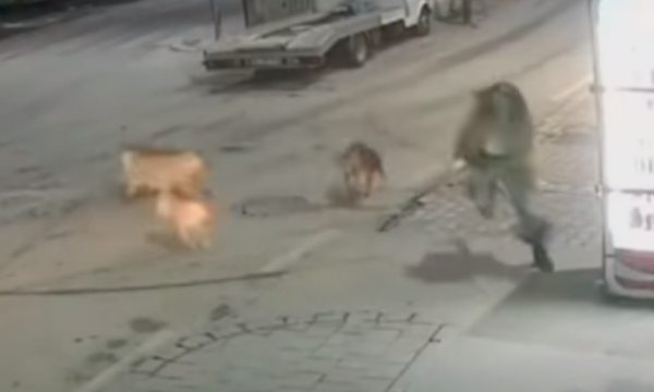 Momenti kur një tufë e qenve vërsulen drejt një vajze në Ferizaj (VIDEO)