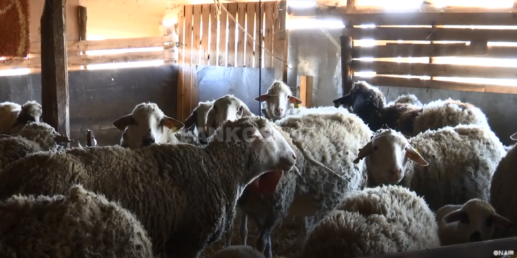 Qentë ia sulmojnë bagëtitë një fermeri në Vushtrri (VIDEO)