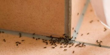 Disa mënyra për t’i larguar milingonat nga shtëpia përgjithmonë