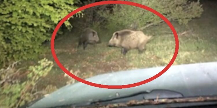 “Mshoji, mshoji nanën ja …”, i ‘turren’ me veturë derrave të egër – diku në Kosovë (VIDEO)