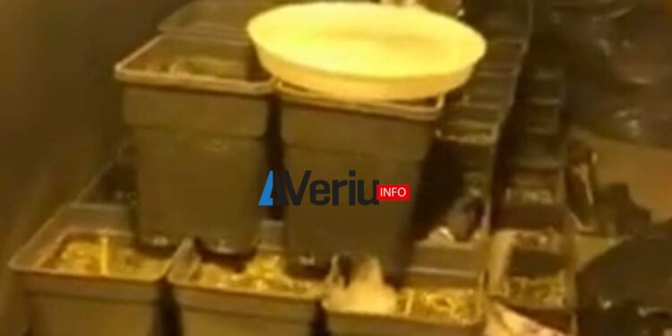 Zbulohet një laborator droge në Mitrovicë