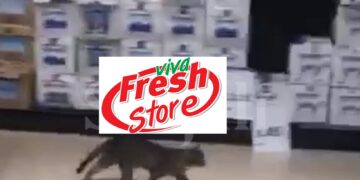 “Vetëm në Viva Fresh Store”, macja ‘shëtitet’ brenda marketit (Video)