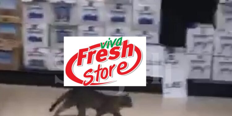 “Vetëm në Viva Fresh Store”, macja ‘shëtitet’ brenda marketit (Video)