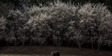 Këto janë qeniet që i ndjejnë tërmetet para se të ndodhin