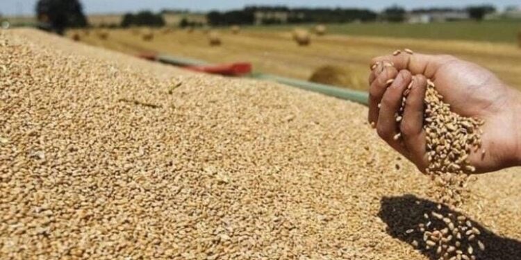 Lajm i mirë: Ukraina fillon eksportin e grurit, nuk do të ketë mungesë në Evropë