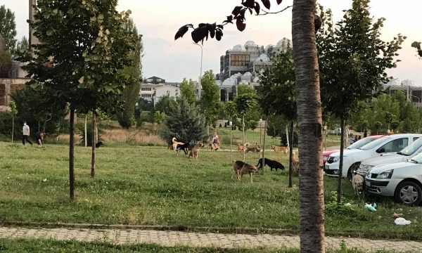 Studentja sulmohet nga qentë endacakë para Fakultetit Juridik