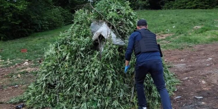 Po shkatërrohet droga e konfiskuar në veri, rezulton në vlerë 6 milionë euro