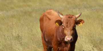 Arrestohet lopa, mund të përballet me disa vjet burgim për vrasjen e 12-vjeçarit