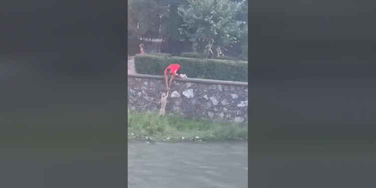 Qeni i “lutet” për shpëtim, qytetari e nxjerr nga Lumbardhi (VIDEO