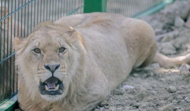 Hapet kopshti i ri zoologjik në Tiranë, këto janë disa nga kafshët që ka