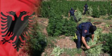 Raporti i OKB për drogën: Shqipëria në vend të shtatë në botë për kanabisin