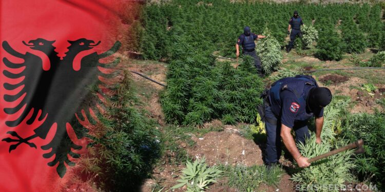 Raporti i OKB për drogën: Shqipëria në vend të shtatë në botë për kanabisin