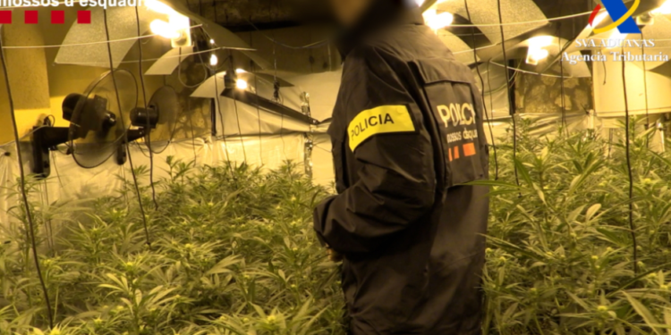 Shpartallohet banda e shqiptarëve në Spanjë, sekuestrohen mijëra kg marihuanë, paratë silleshin edhe në Shqipëri