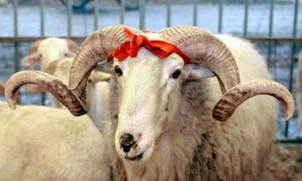 Rritet edhe çmimi i kurbanave (Video)