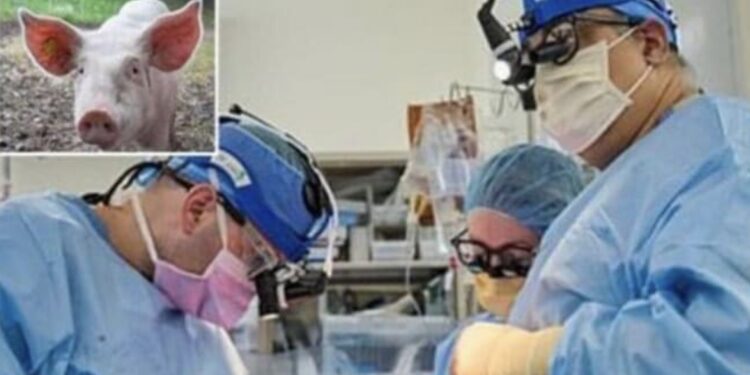 Zemër derri te njeriu, dy pacientë e kalojnë me sukses transplantin
