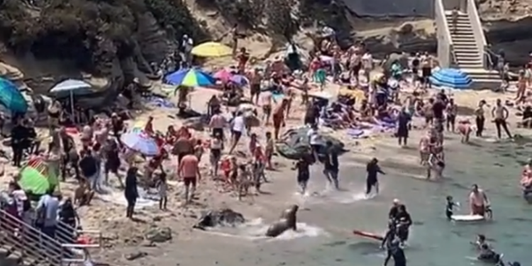 Frikë në plazh! Luanët e detit dalin në breg dhe sulmojnë pushuesit (Video)