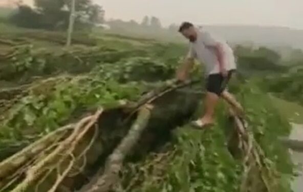 Stuhia e fuqishme rrëzon lisat në mes të rrugës në Ferizaj (VIDEO)