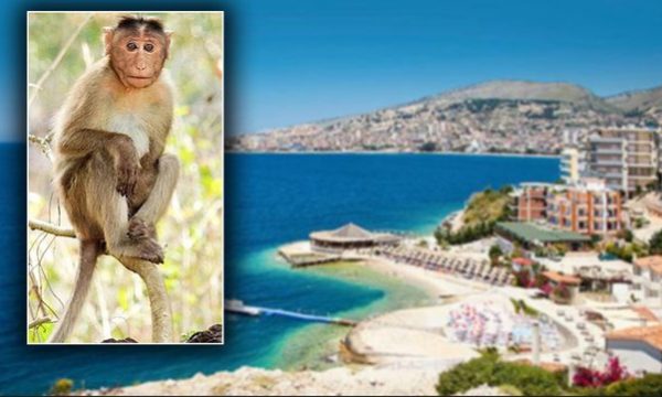 Publikohet një video e majmunit që rrahu policët në Sarandë