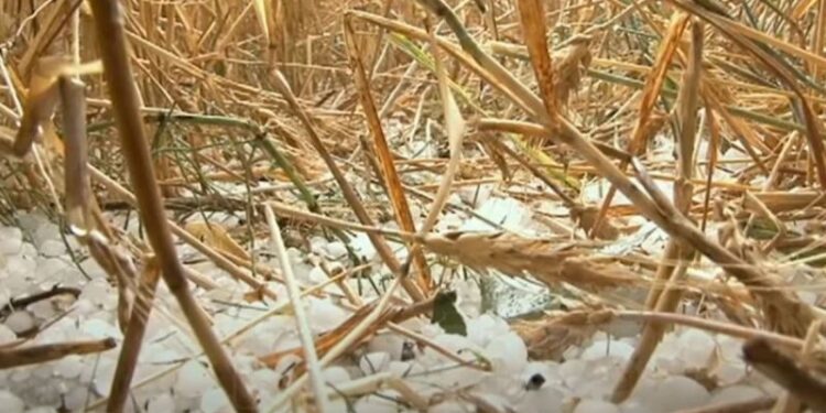 Breshëri në Shqipëri “korr” grurin për 30 minuta (VIDEO)