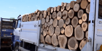 Në pikë të verës “marrin flakë” çmimet e druve, kaq kushton 1 metër dru