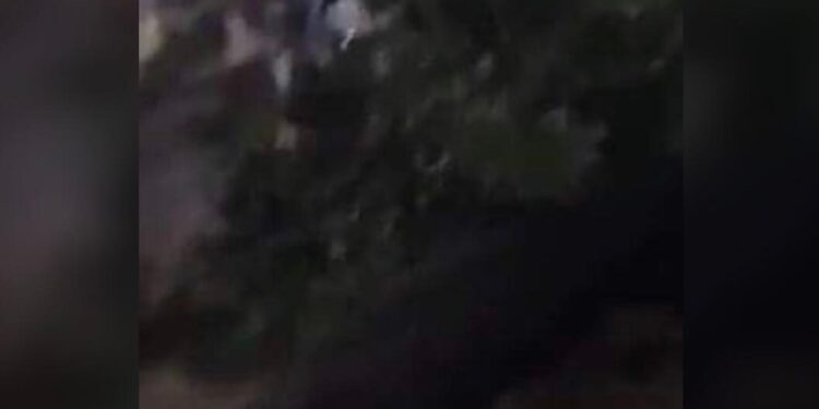 Vushtrri: Stuhia e fortë në fshatin Stanofc e nxjerrë lisin me rrënjë (VIDEO)