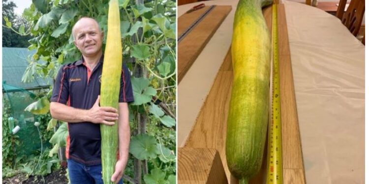 Kopshtari polak rrit kastravecin më të gjatë në botë, thyen rekordin Guinnes!