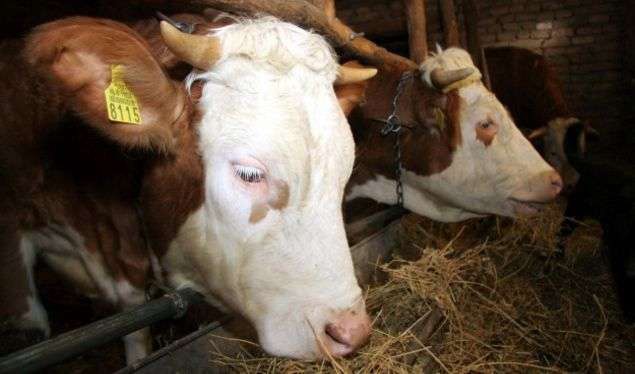 Vjedhje e rëndë në Lebanë të Prishtinës: Hajnat marrin nga një stallë 7 lopë të 15 mijë eurove