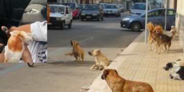 Pamje të rënda, 8-vjeçari në Prishtinë sulmohet nga qentë endacakë
