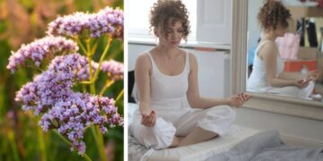 Vendoseni këtë bimë në shtëpi dhe ndjehuni më të qetë se kurrë