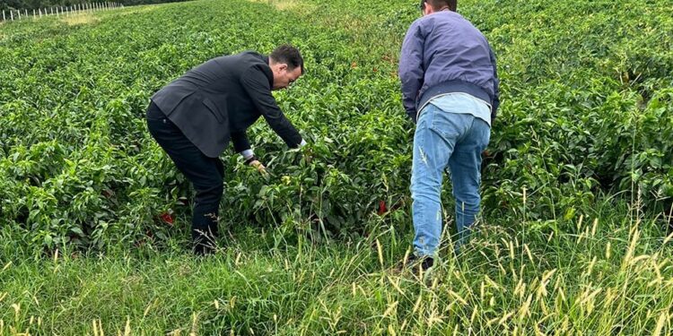 Peci: Dëmet e shkaktuara në bujqësi nga reshjet e shiut do të kompenzohen nga ministria