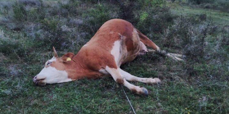 KEDS lëshon për toke telat e tensionit, rryma mbyt lopën dhe një dhelpër