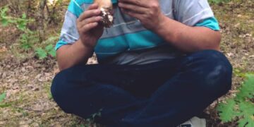 Tigri’ kujton momente nga e kaluara: Shisnim kërpudha për t’i blerë gjerat e nevojshme për dimër dhe shkollë