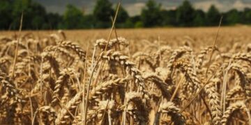 Sivjet planifikohen të mbillen rreth 70 mijë hektarë me grurë, a do të mjaftojnë?