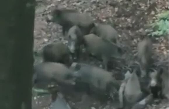 Një tufë derrash shfaqen në Gërmi (VIDEO)