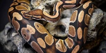 Pitoni 7 metra gëlltit një grua