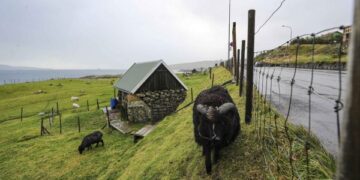 Vendi ku jetojnë më shumë dele sesa njerëz