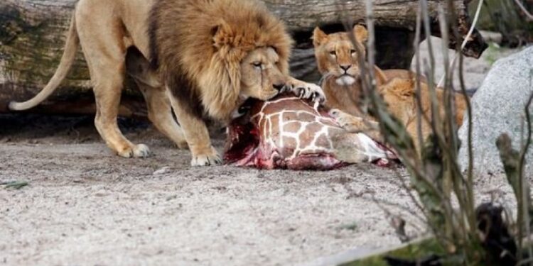 I japin luanit për të ngrënë xhirafën e ngordhur, publiku dënon kopshtin zoologjik