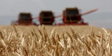 Ministria e Bujqësisë tregon se kur është koha më e mirë për mbjelljen e grurit