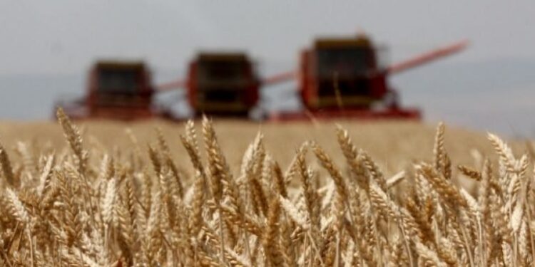 Ministria e Bujqësisë tregon se kur është koha më e mirë për mbjelljen e grurit