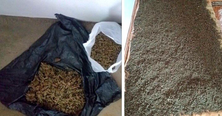 Aksioni policor: Konfiskohen mbi 14 kilogramë drogë, arrestohet një person