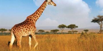 Gjirafa shkel për vdekje vajzën 16-muajshe