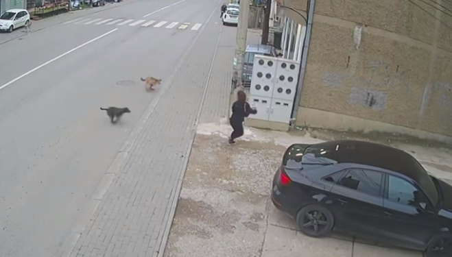 Qentë i versulen një gruaje në Prishtinë, ajo tmerrohet nga frika